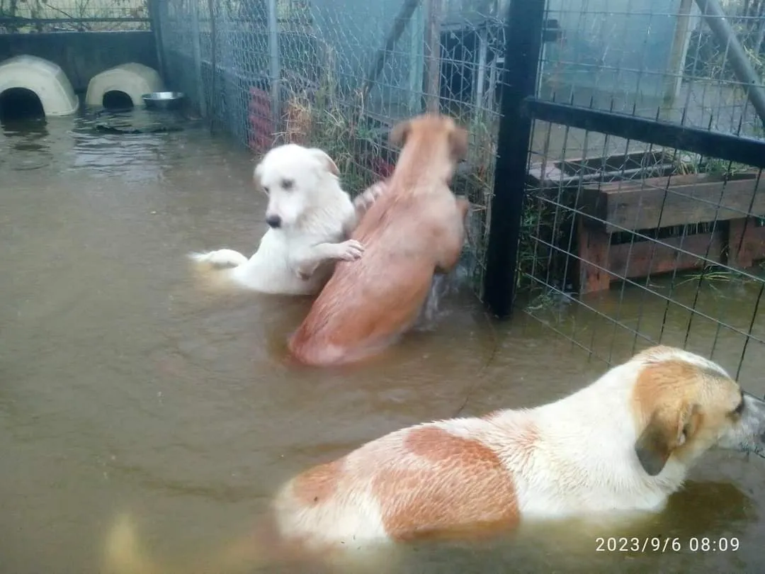 Ζώα και πλημμύρες: Συγκλονιστικές εικόνες από το καταφύγιο της Καρδίτσας