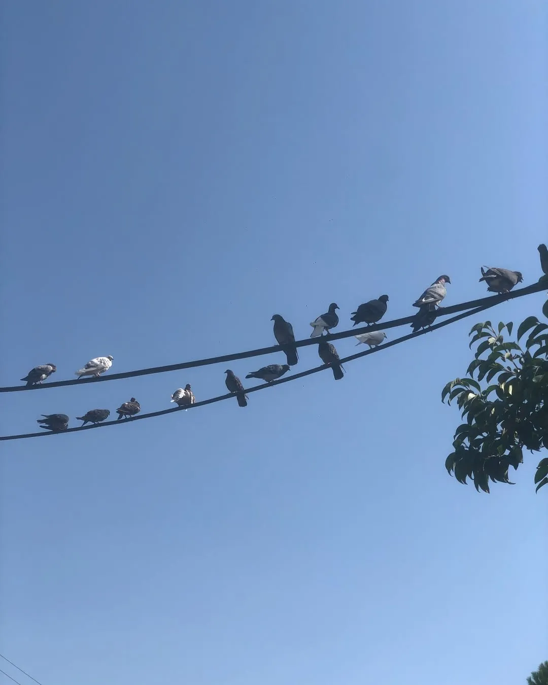 Στέλλα Καλησπεράτου