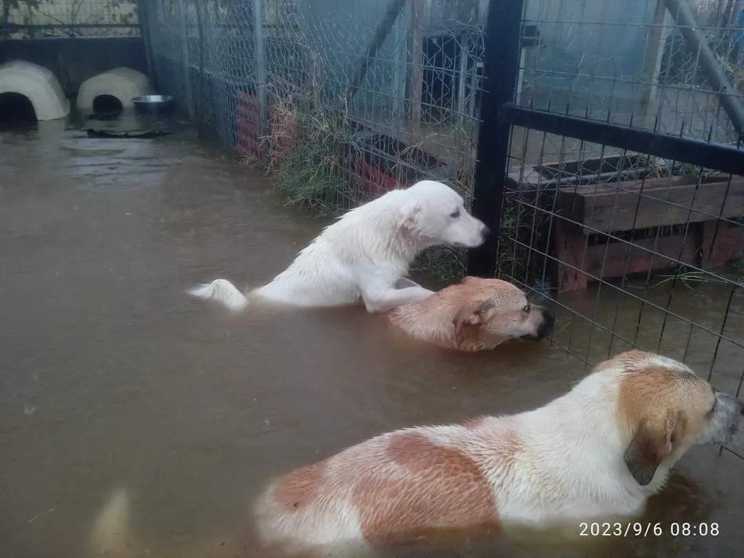 Ζώα και πλημμύρες: Συγκλονιστικές εικόνες από το καταφύγιο της Καρδίτσας