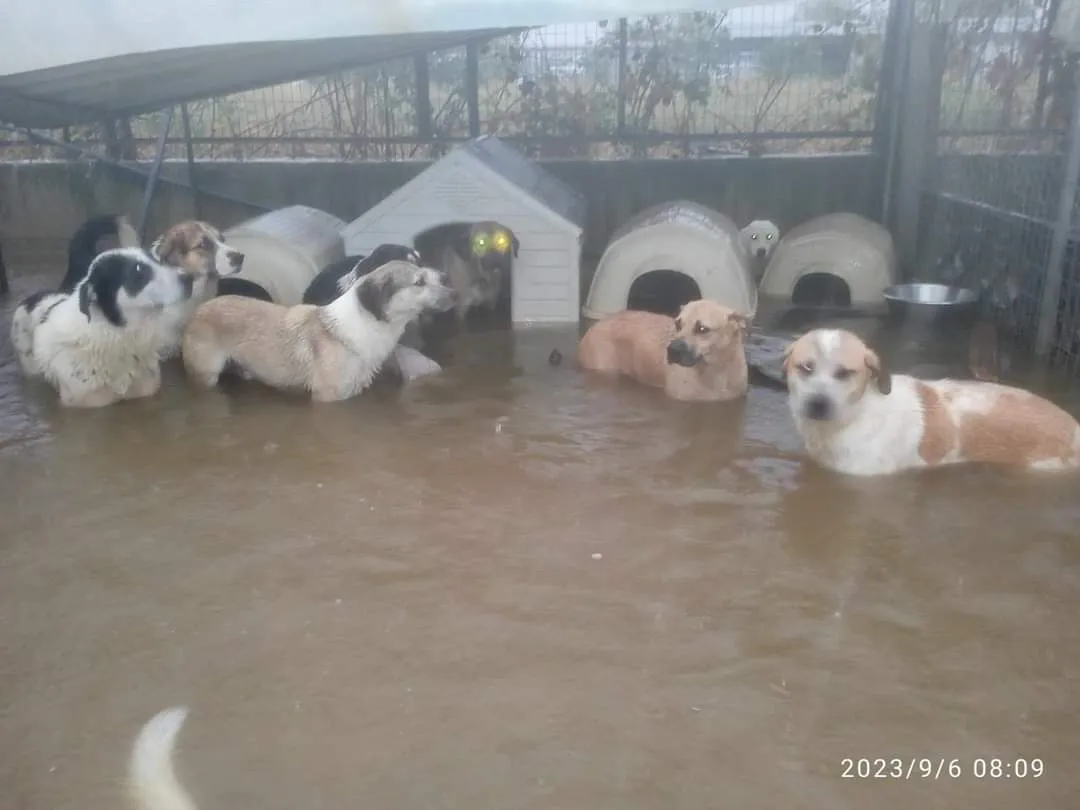 Ζώα και πλημμύρες: Συγκλονιστικές εικόνες από το καταφύγιο της Καρδίτσας