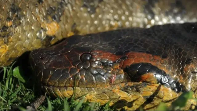 ΑΜΑΖΟΝΙΟΣ ΝΟΤΙΑ ΑΜΕΡΙΚΗ